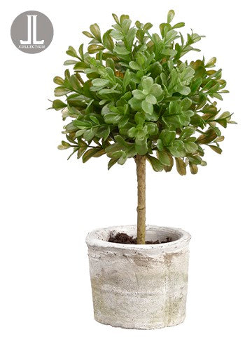 12" Boxwood Topiary in clay pot