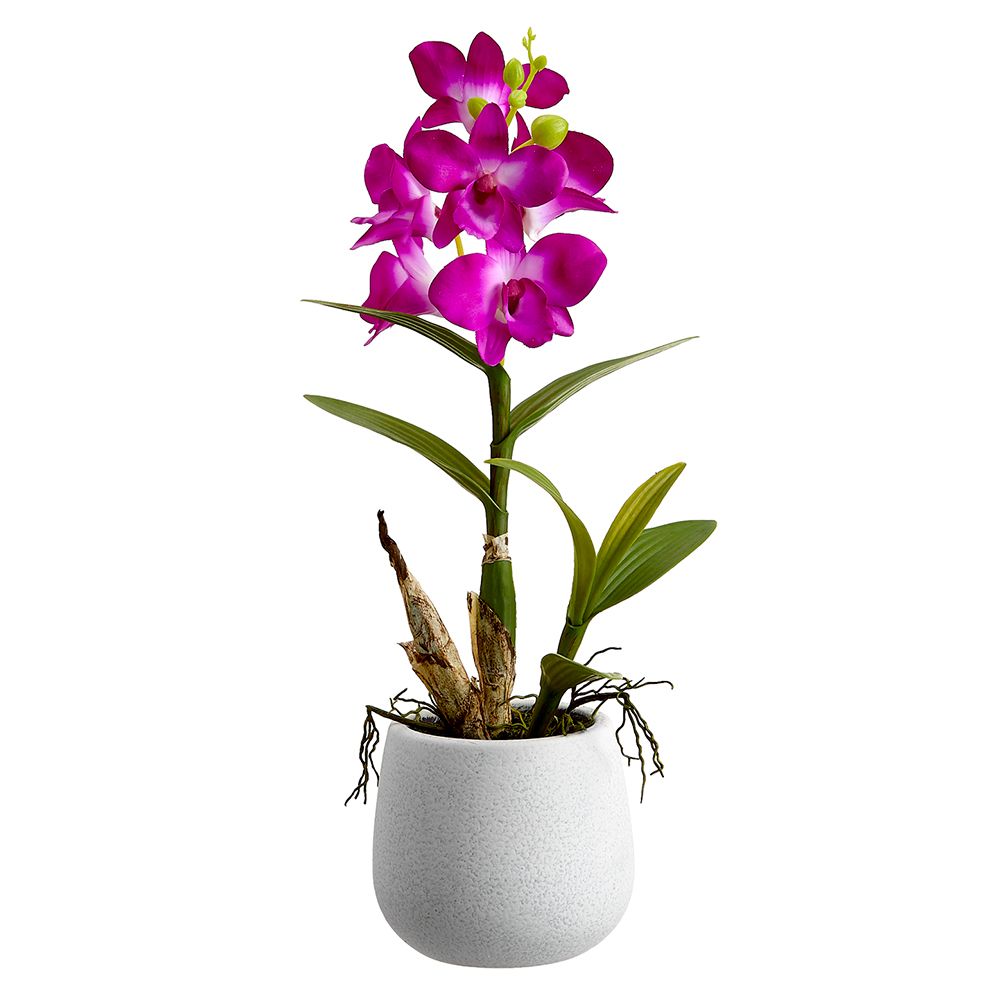 15" Dendrobium Plant in Cer.Pot