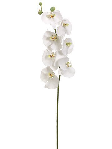 45" Phalaenopsis spray 7F3B