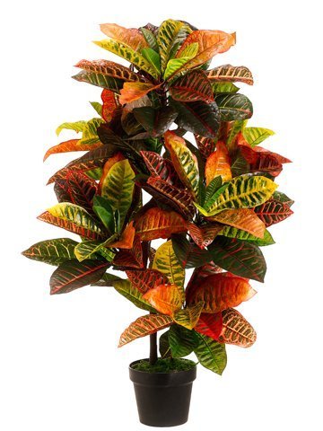 36" EVA CROTON PLANT(P) GR/PK