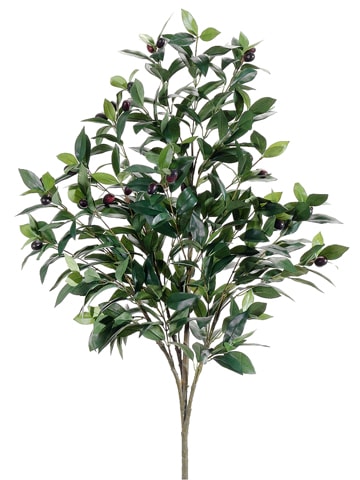 3.5' OLIVE TREE GR/TT