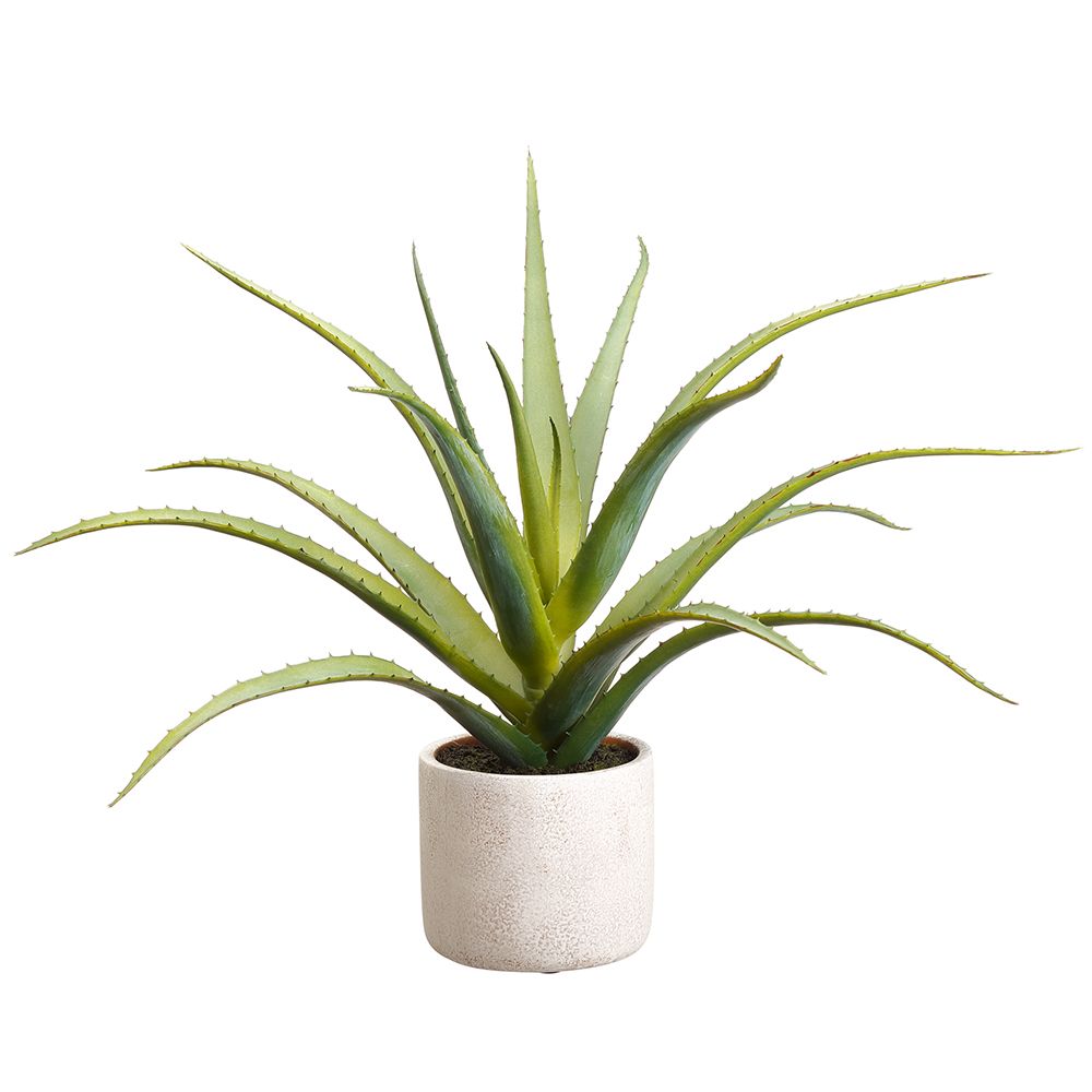 17" Aloe plant in cement pot