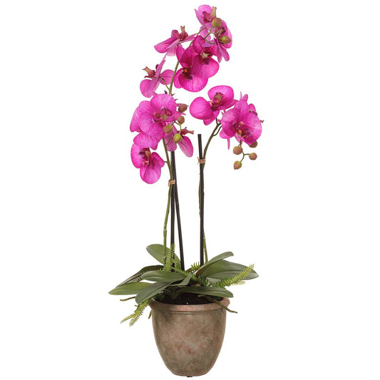 27" Phalaenopsis