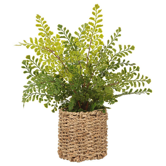 15" Maiden Hair Fern In Basket