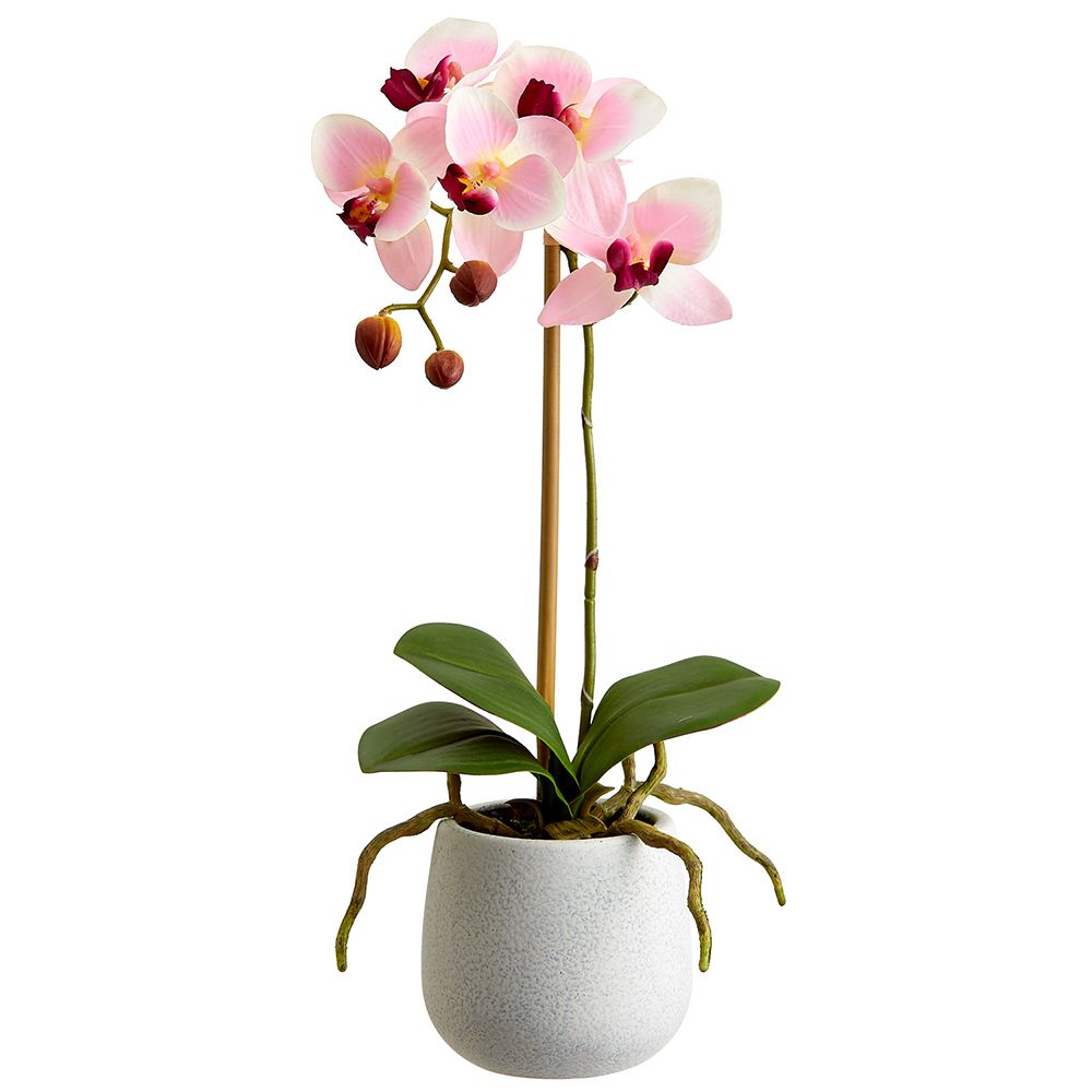 15" Phalaenopsis plant