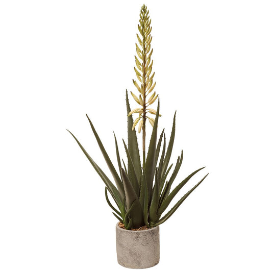 30" BLOOMING AGAVE PLANT IN POT