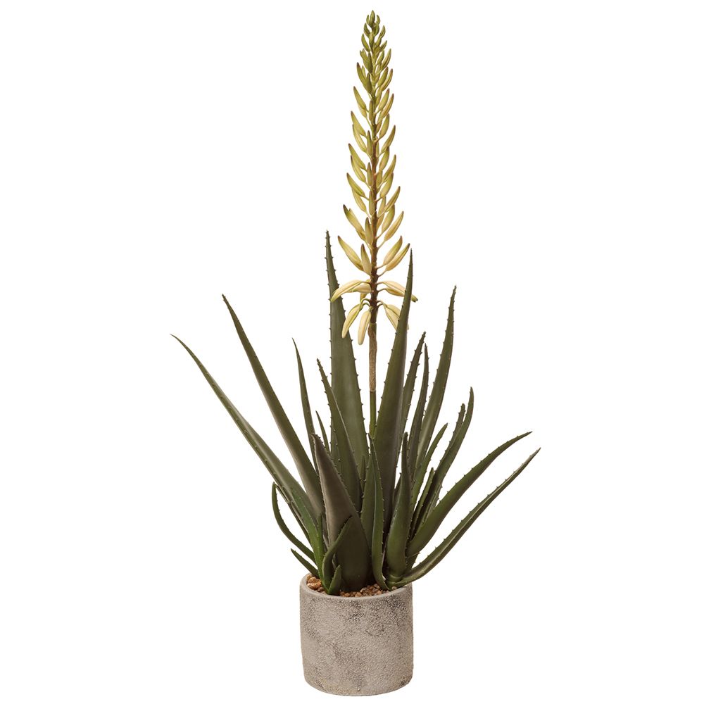 30" BLOOMING AGAVE PLANT IN POT