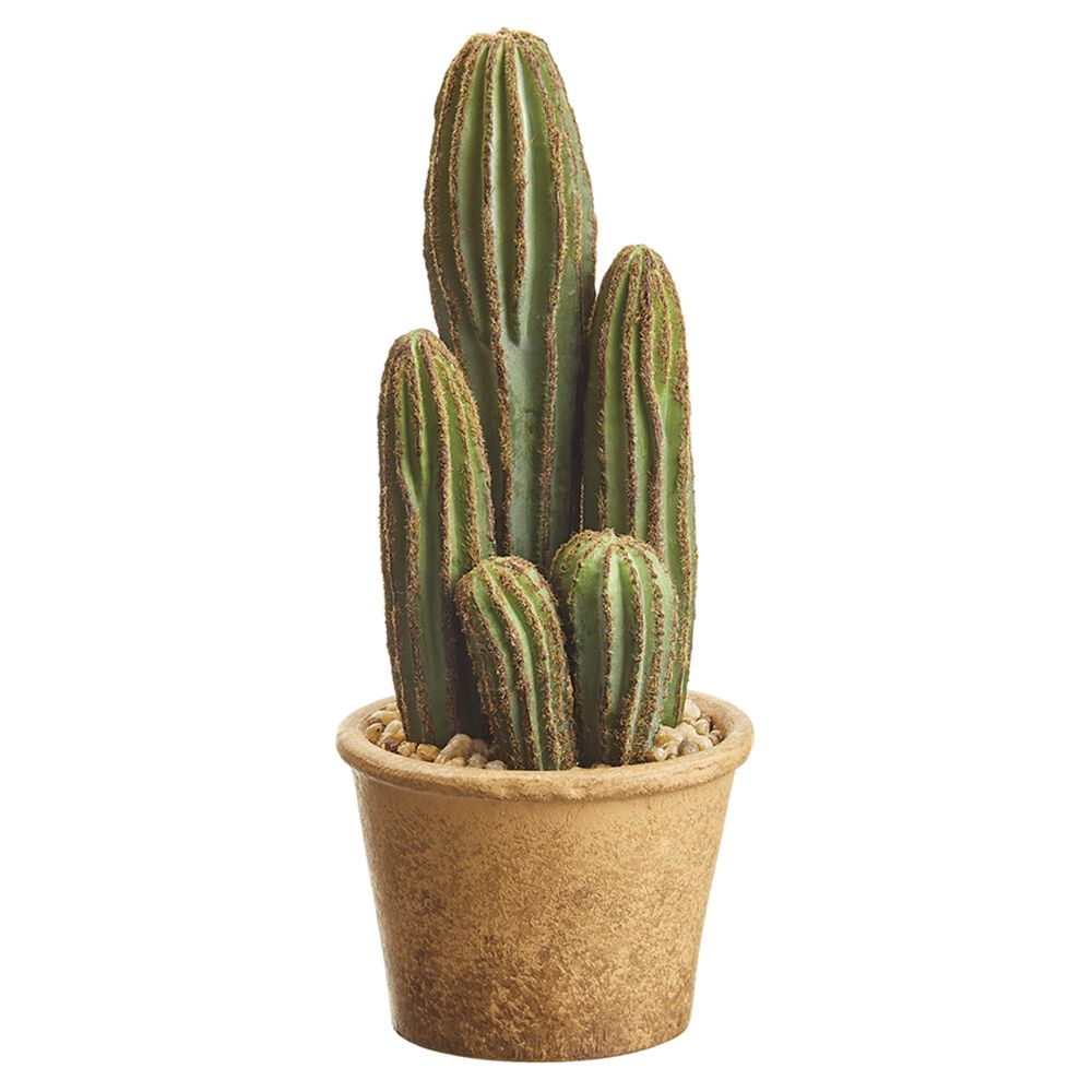 9.5" COLUMN CACTUS IN POT GR