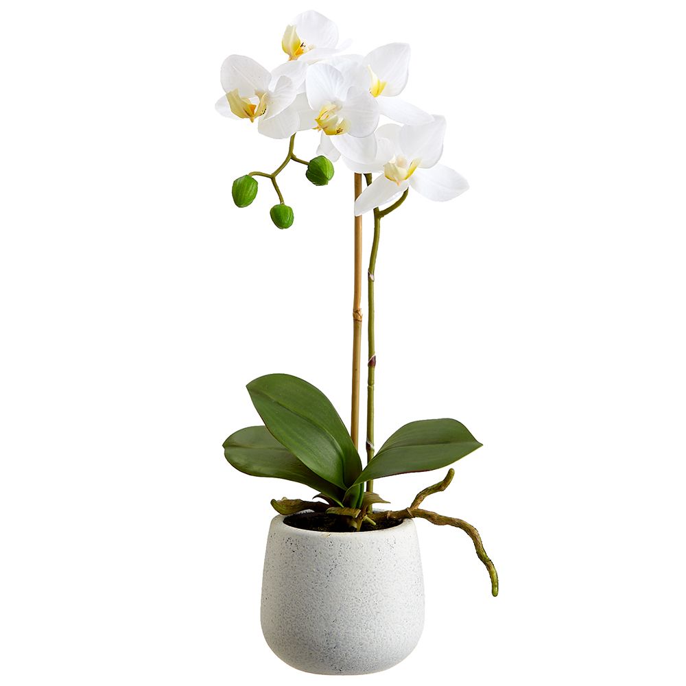 15" Phalaenopsis plant