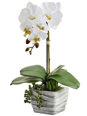 16"Phalaenopsis