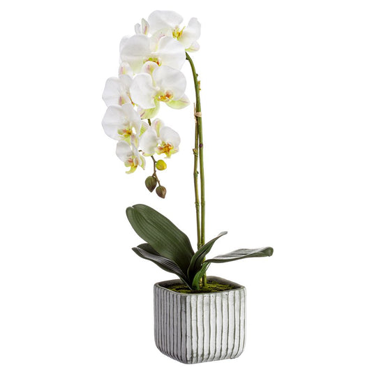 22" Phalaenopsis Plant in Pot