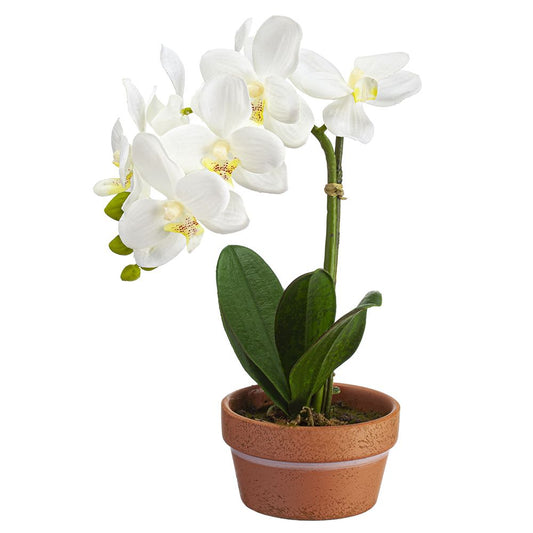 11" Phalaenopsis plant