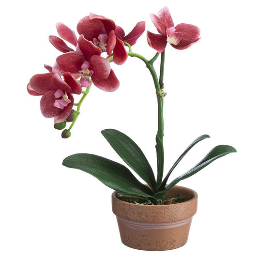 11" Phalaenopsis plant