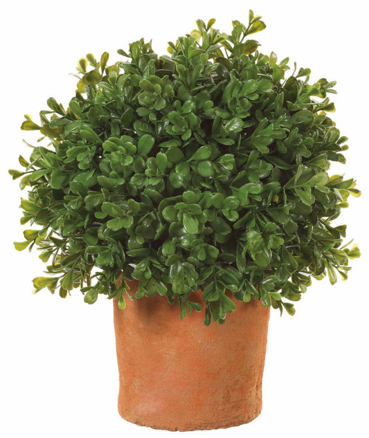 12" Boxwood Ball in clay pot