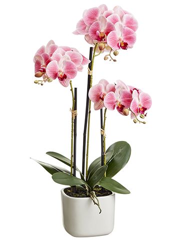 25" Phalaenopsis