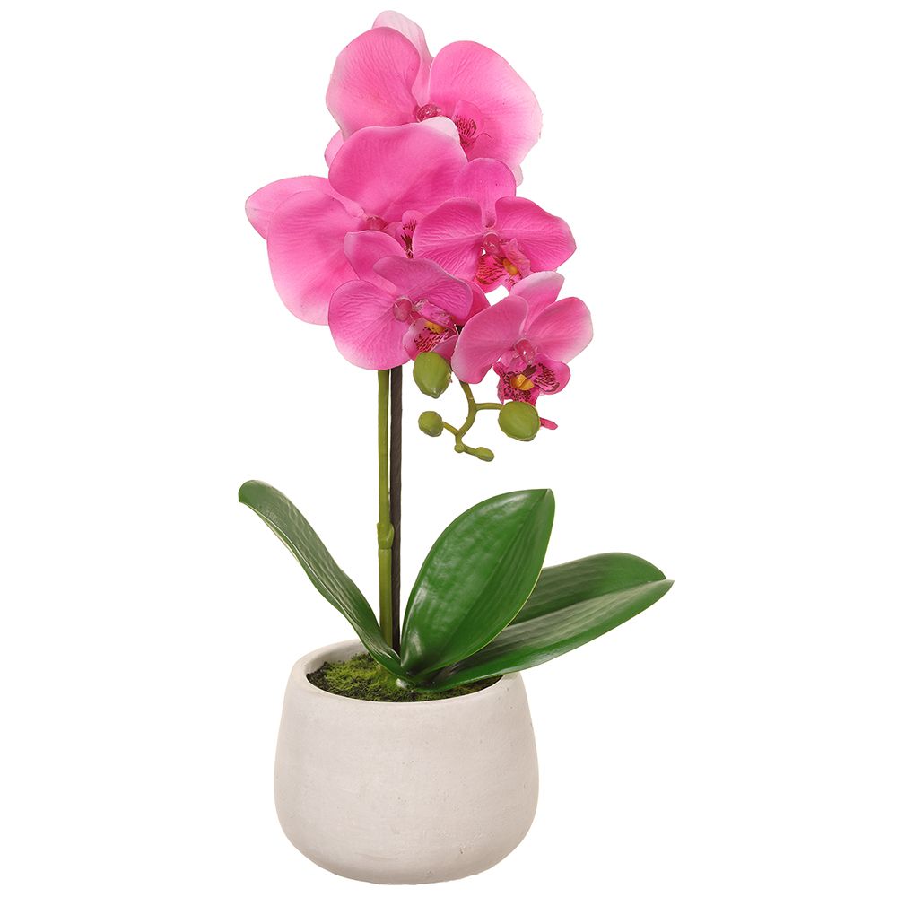 16"Phalaenopsis