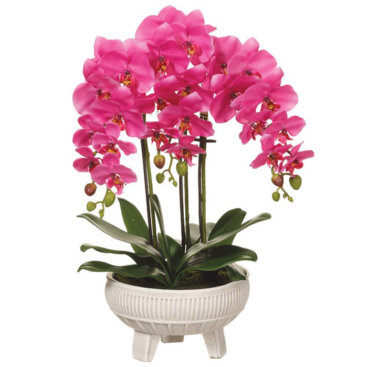 22" Phalaenopsis Plant