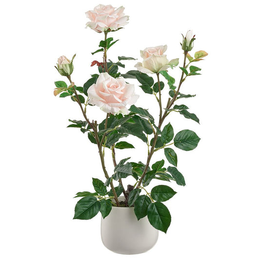 21.6" Rose in Ceramic Vase PK