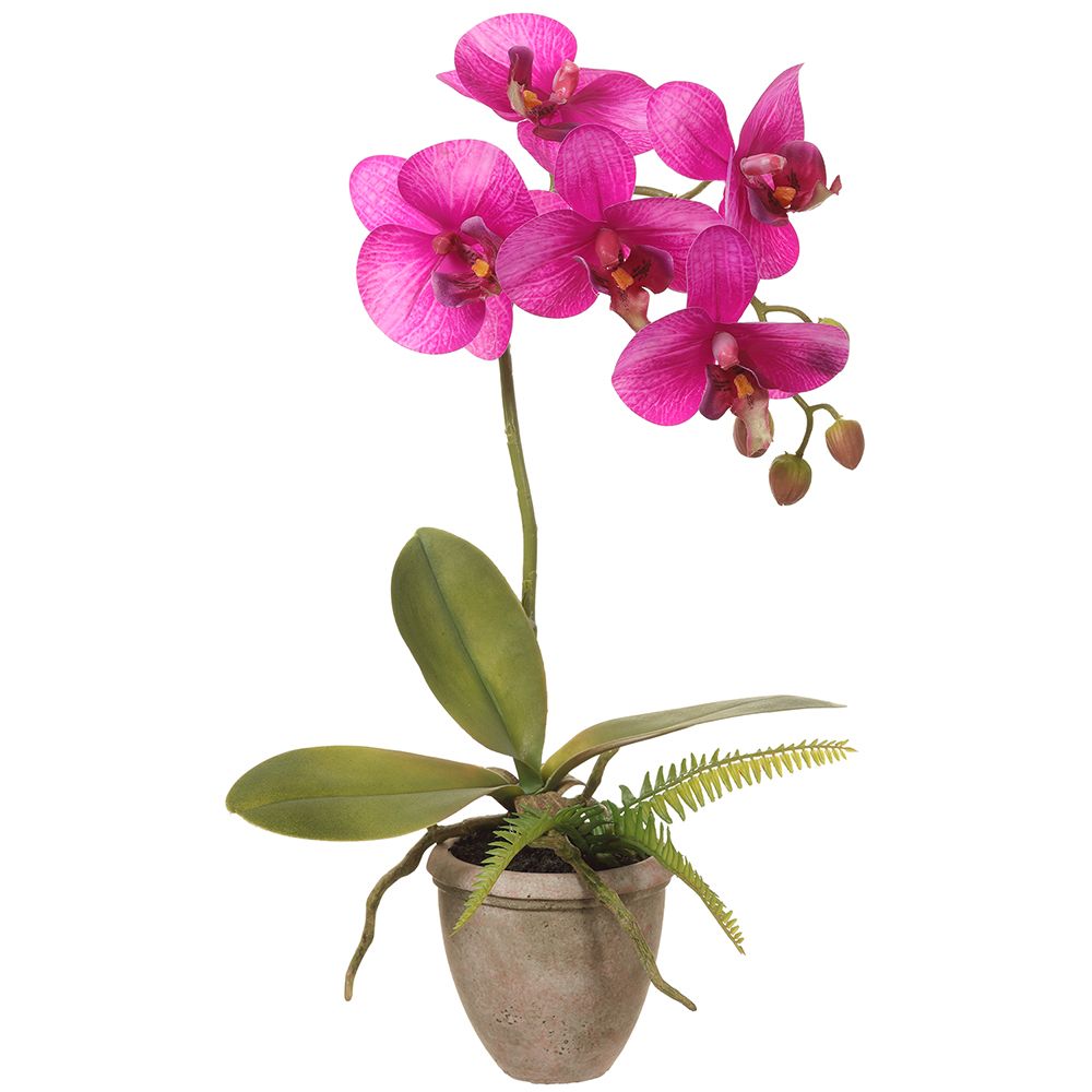 17" Phalaenopsis plant in  pot