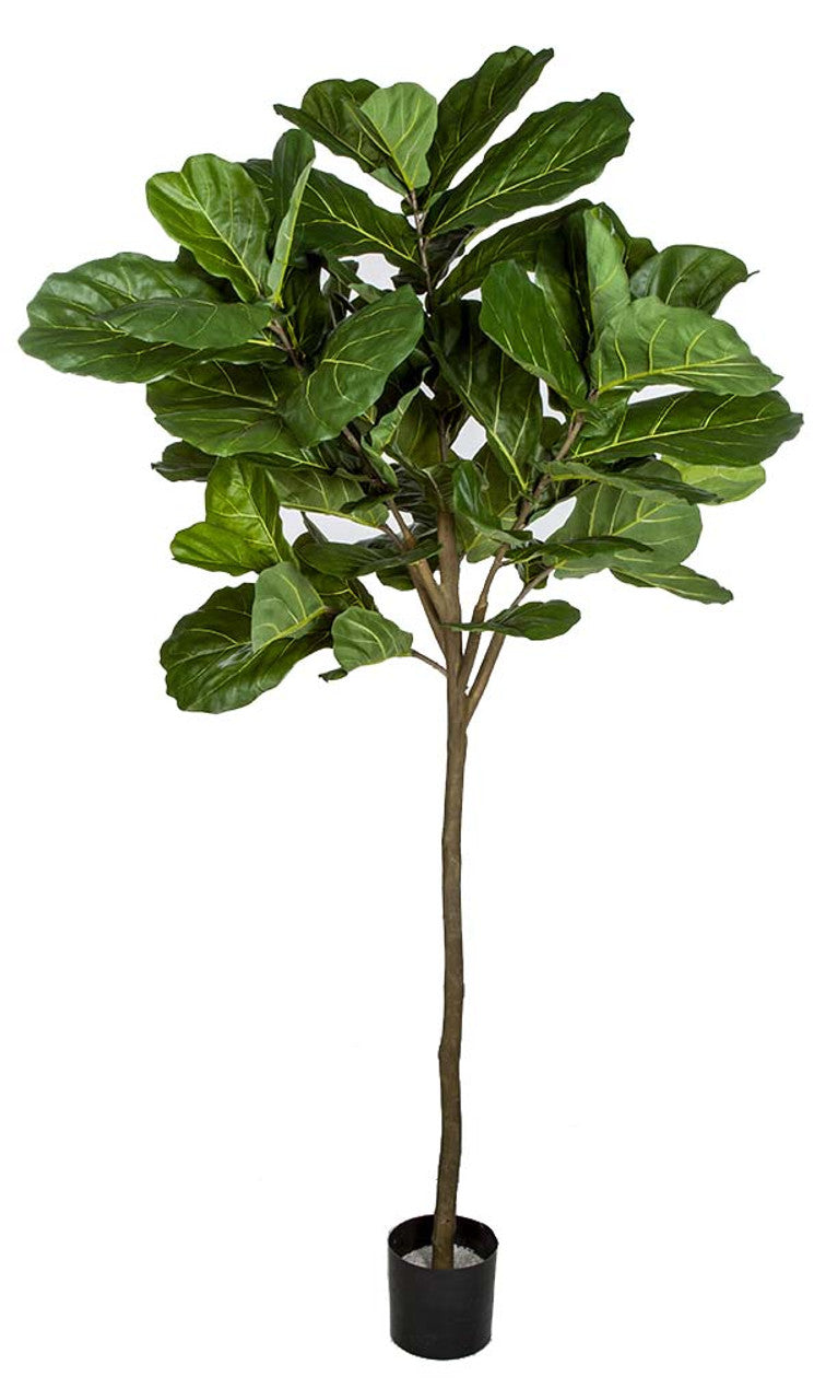 7' FIDDLE LEAF TREE 61L(P) GR